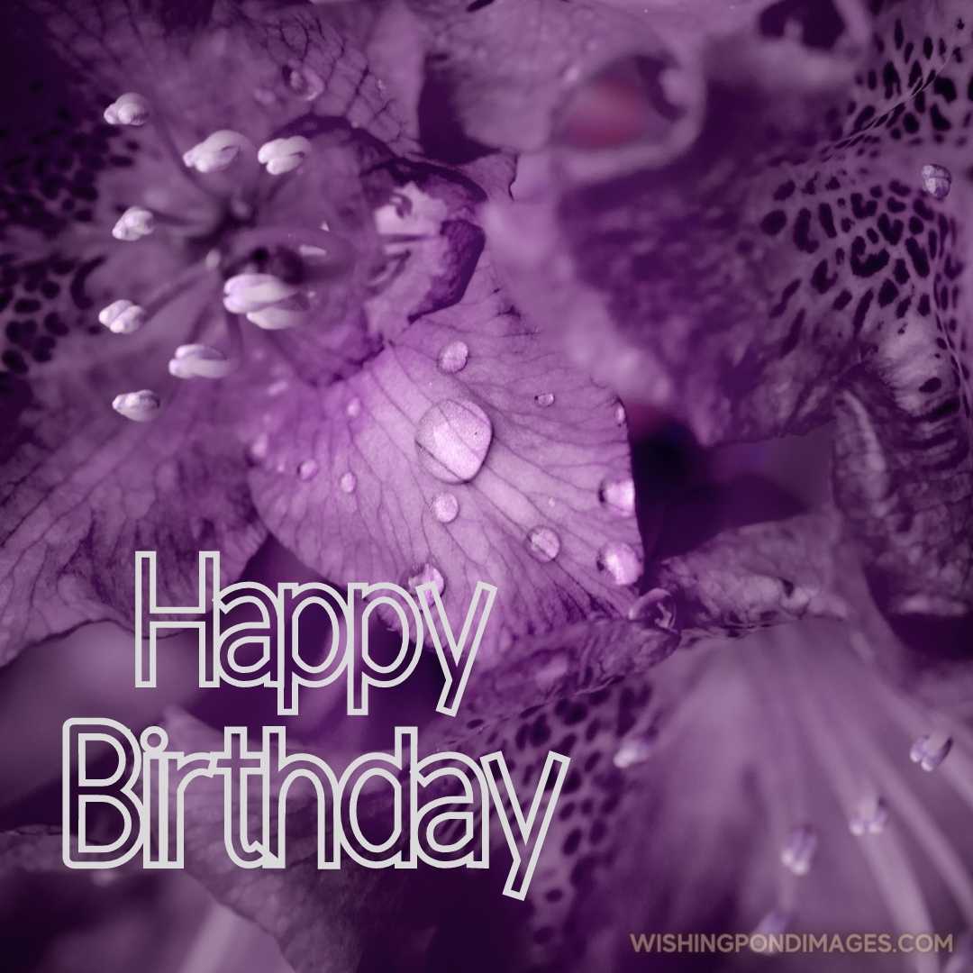 A beautiful image of water drops on a purple flowers. Happy Birthday Purple Flower Images